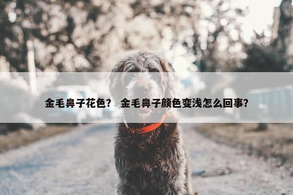 金毛鼻子花色？ 金毛鼻子颜色变浅怎么回事？