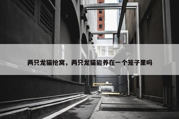 两只龙猫抢窝，两只龙猫能养在一个笼子里吗