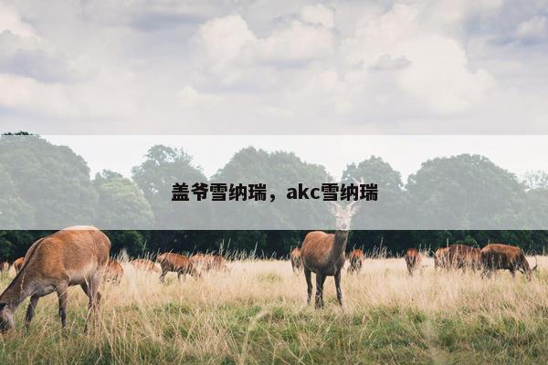盖爷雪纳瑞，akc雪纳瑞