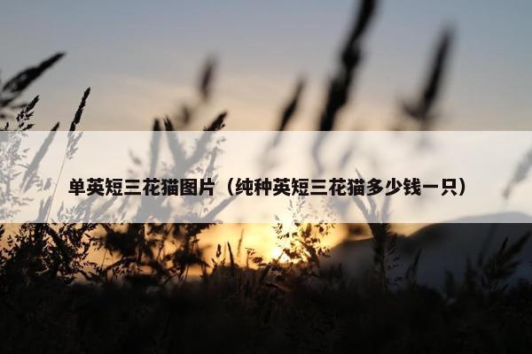 单英短三花猫图片（纯种英短三花猫多少钱一只）