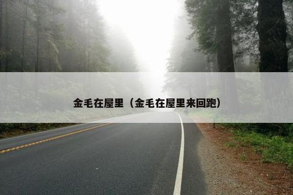 金毛在屋里（金毛在屋里来回跑）