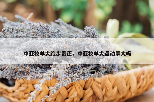 中亚牧羊犬跑步贵还，中亚牧羊犬运动量大吗