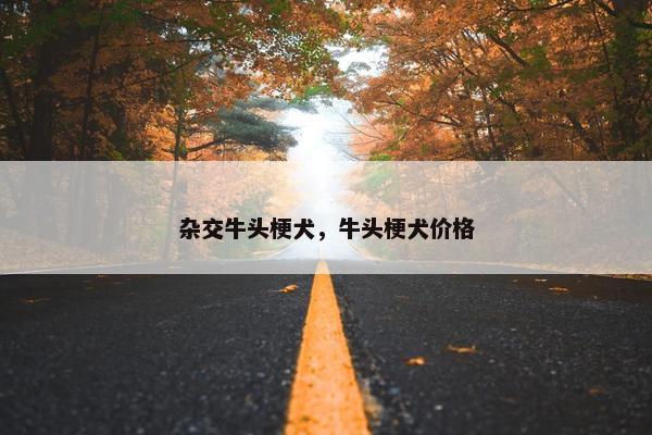 杂交牛头梗犬，牛头梗犬价格