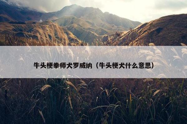 牛头梗拳师犬罗威纳（牛头梗犬什么意思）