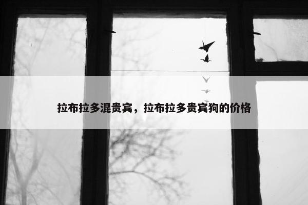 拉布拉多混贵宾，拉布拉多贵宾狗的价格