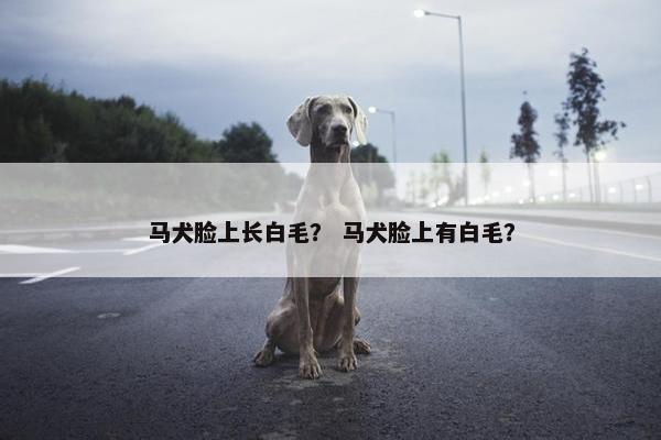 马犬脸上长白毛？ 马犬脸上有白毛？