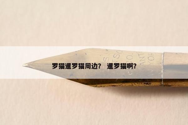 罗猫暹罗猫周边？ 暹罗猫啊？