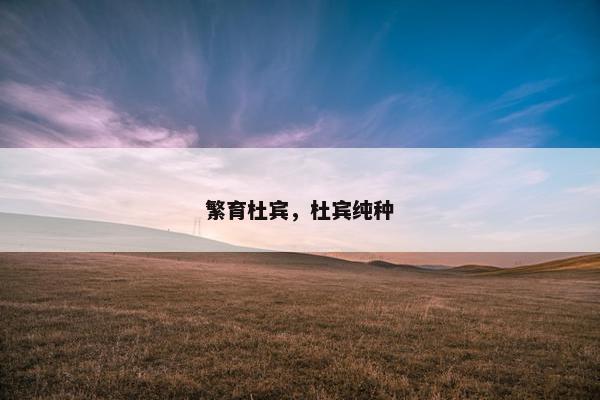 繁育杜宾，杜宾纯种