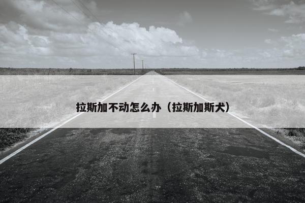 拉斯加不动怎么办（拉斯加斯犬）
