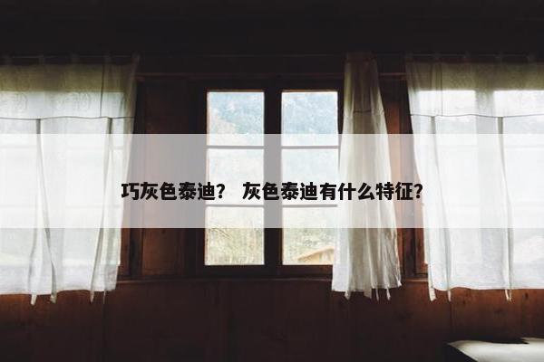 巧灰色泰迪？ 灰色泰迪有什么特征？