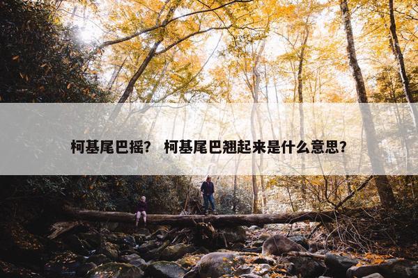 柯基尾巴摇？ 柯基尾巴翘起来是什么意思？