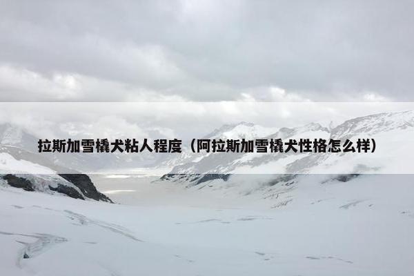 拉斯加雪橇犬粘人程度（阿拉斯加雪橇犬性格怎么样）