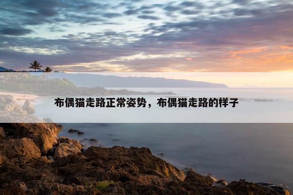 布偶猫走路正常姿势，布偶猫走路的样子