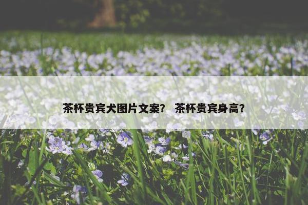 茶杯贵宾犬图片文案？ 茶杯贵宾身高？