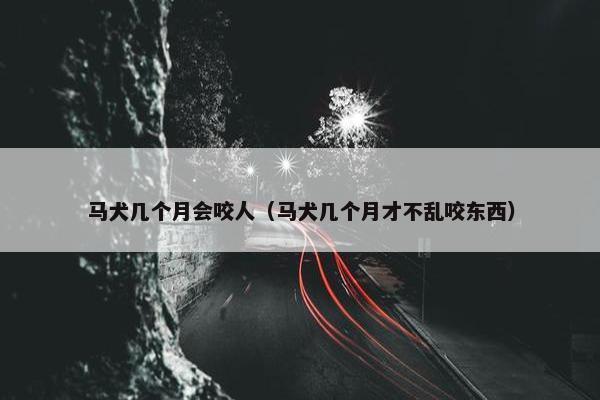 马犬几个月会咬人（马犬几个月才不乱咬东西）