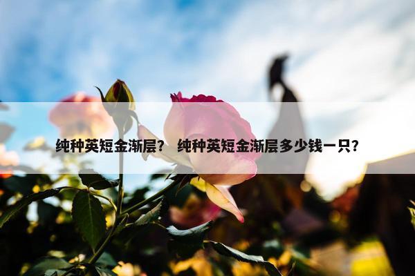 纯种英短金渐层？ 纯种英短金渐层多少钱一只？