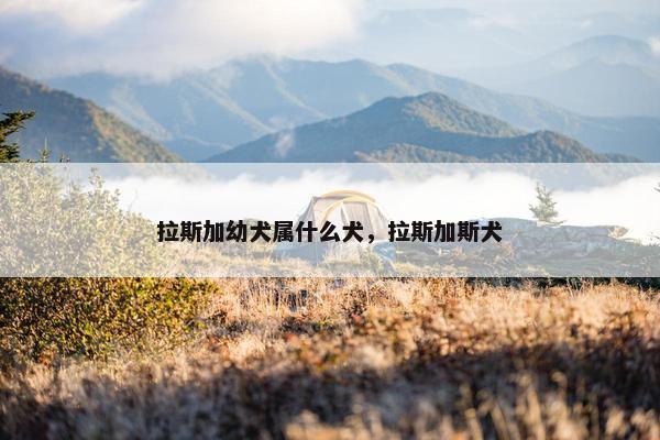 拉斯加幼犬属什么犬，拉斯加斯犬