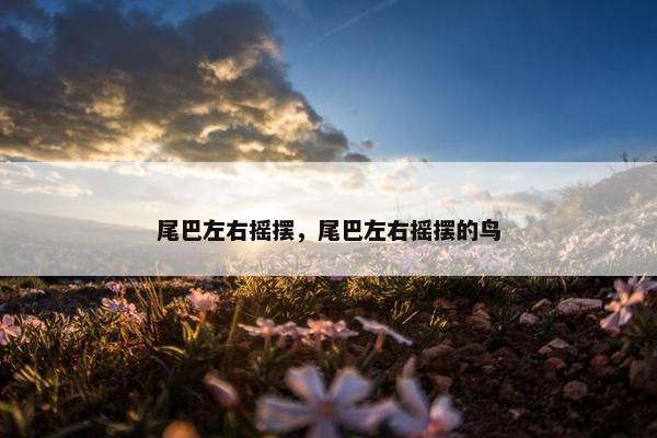 尾巴左右摇摆，尾巴左右摇摆的鸟