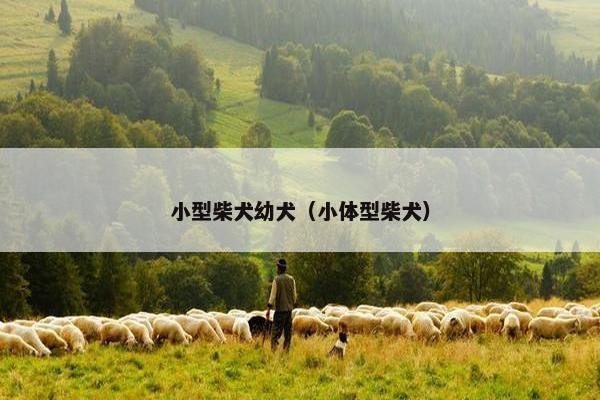 小型柴犬幼犬（小体型柴犬）