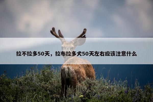 拉不拉多50天，拉布拉多犬50天左右应该注意什么