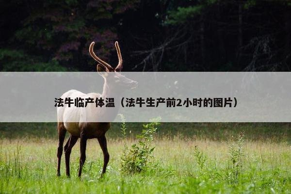 法牛临产体温（法牛生产前2小时的图片）