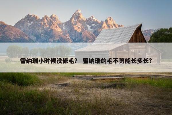 雪纳瑞小时候没修毛？ 雪纳瑞的毛不剪能长多长？