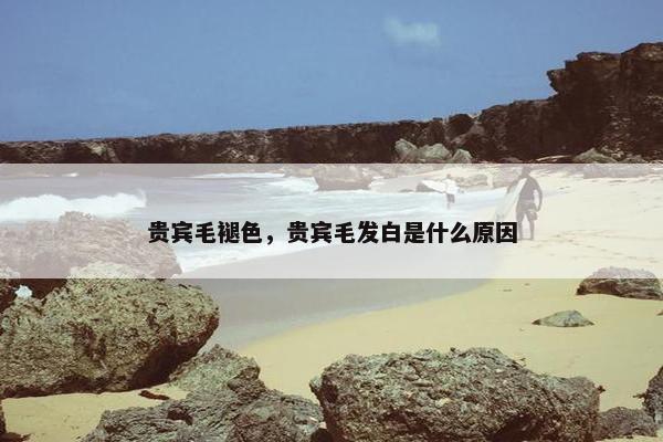 贵宾毛褪色，贵宾毛发白是什么原因