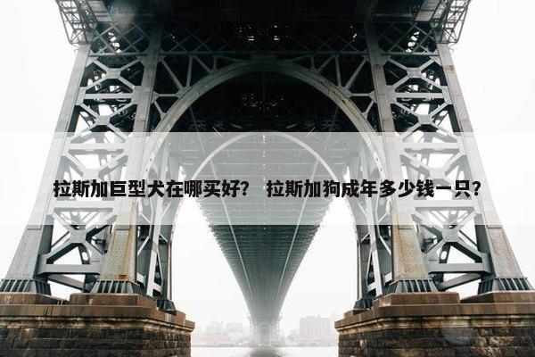 拉斯加巨型犬在哪买好？ 拉斯加狗成年多少钱一只？