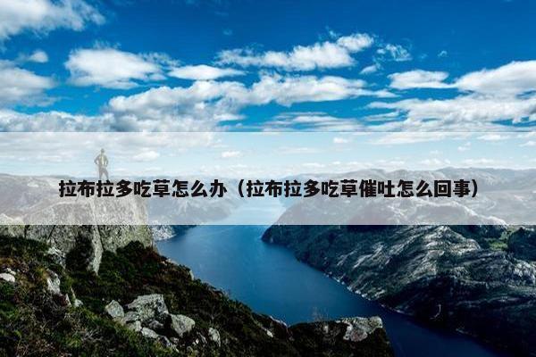 拉布拉多吃草怎么办（拉布拉多吃草催吐怎么回事）