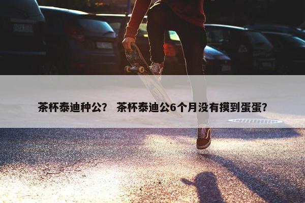 茶杯泰迪种公？ 茶杯泰迪公6个月没有摸到蛋蛋？