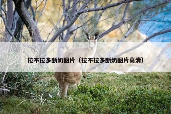 拉不拉多断奶图片（拉不拉多断奶图片高清）