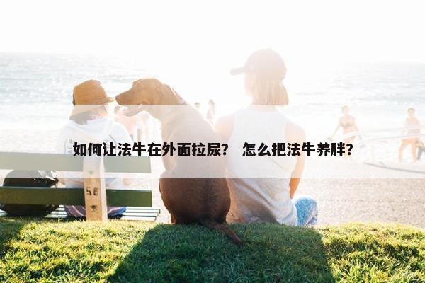 如何让法牛在外面拉尿？ 怎么把法牛养胖？
