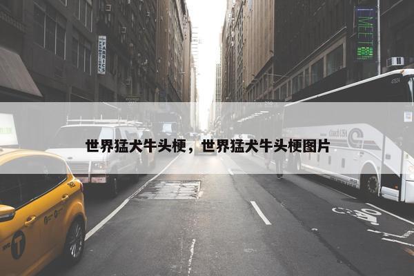 世界猛犬牛头梗，世界猛犬牛头梗图片