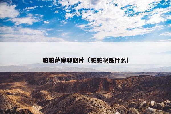 脏脏萨摩耶图片（脏脏呗是什么）