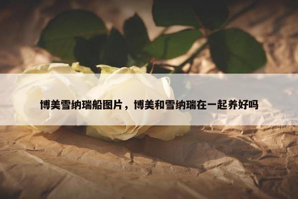博美雪纳瑞船图片，博美和雪纳瑞在一起养好吗