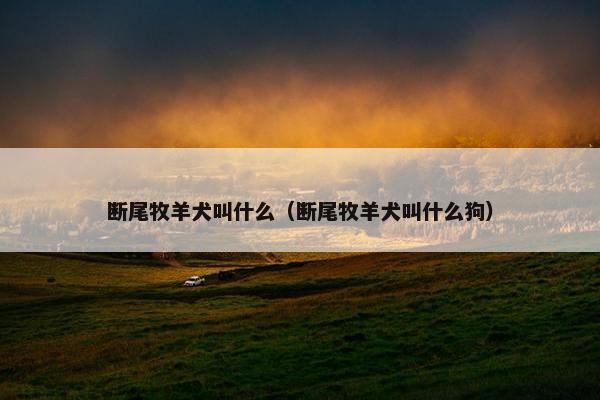断尾牧羊犬叫什么（断尾牧羊犬叫什么狗）