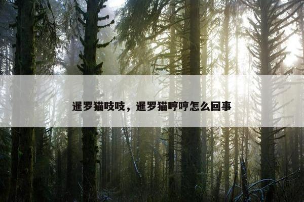 暹罗猫吱吱，暹罗猫哼哼怎么回事