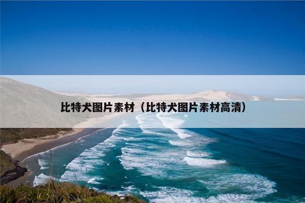比特犬图片素材（比特犬图片素材高清）