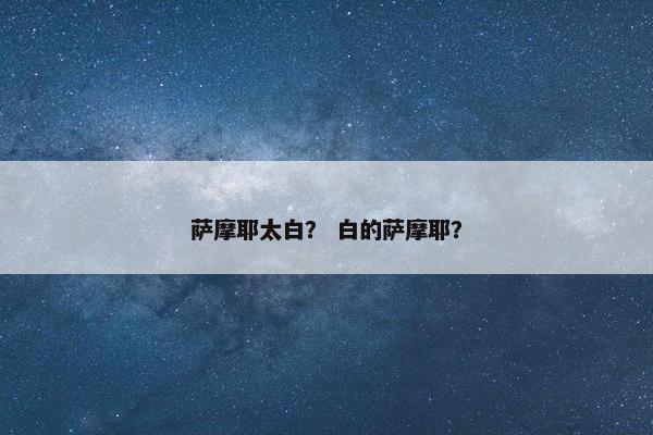 萨摩耶太白？ 白的萨摩耶？