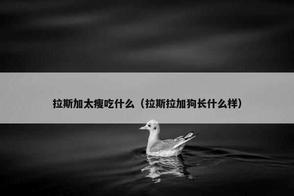 拉斯加太瘦吃什么（拉斯拉加狗长什么样）