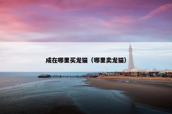 成在哪里买龙猫（哪里卖龙猫）
