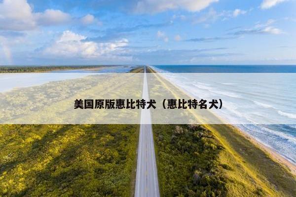 美国原版惠比特犬（惠比特名犬）