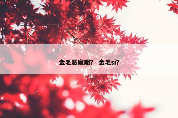 金毛恶魔期？ 金毛si？