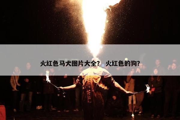 火红色马犬图片大全？ 火红色的狗？