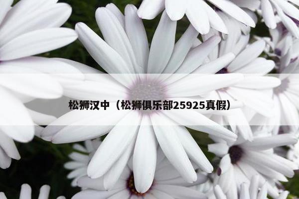 松狮汉中（松狮俱乐部25925真假）
