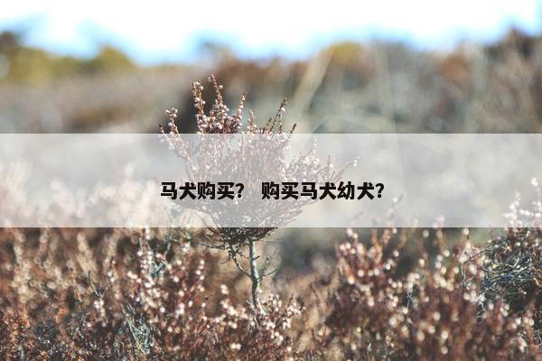 马犬购买？ 购买马犬幼犬？