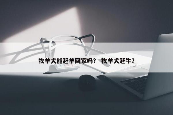 牧羊犬能赶羊回家吗？ 牧羊犬赶牛？