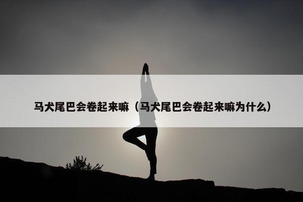 马犬尾巴会卷起来嘛（马犬尾巴会卷起来嘛为什么）