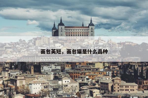 面包英短，面包猫是什么品种