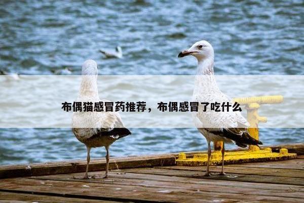 布偶猫感冒药推荐，布偶感冒了吃什么